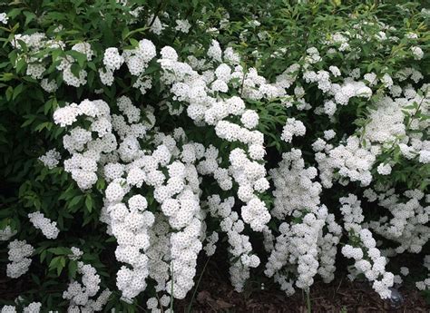 .un arbusto resistente al freddo che durante l'inverno si fa notare per le splendide bacche bianche si ha la fioritura: Pianta da giardino con fiori bianchi - ALEBIAFRICANCUISINE.COM