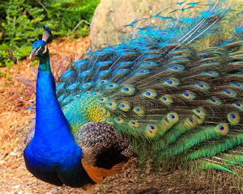 Peacock Displaying Colourful Tail Feathers Stock Image Image Of