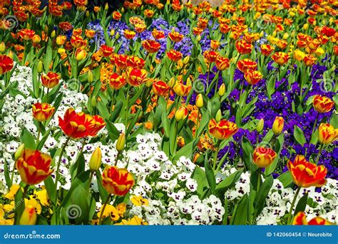 Gorgeous Field Of Different Flowers In Spring Sunny Garden Closeup