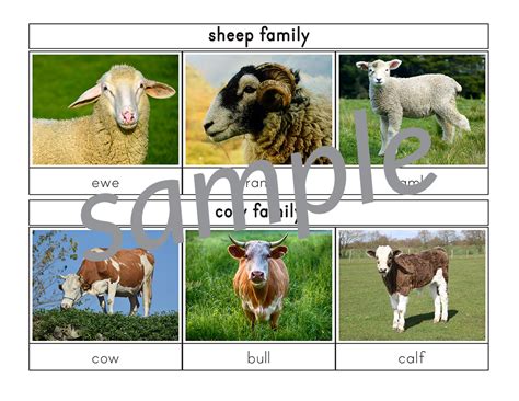 Farm Animal Families 3 Part Cards T Of Curiosity
