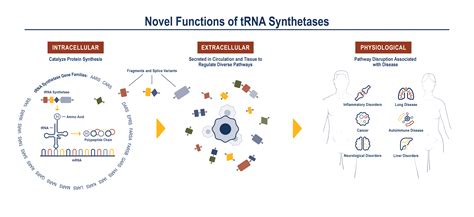 Extracellular Trna Synthetase Biology Atyr Pharma