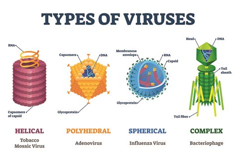 7 Tipos De Virus Educa