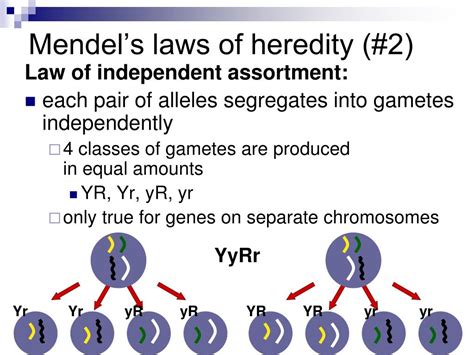 Ppt Mendel Genes And Inheritance Powerpoint Presentation Free