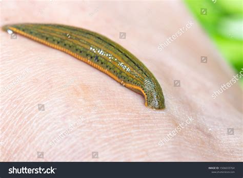 185 Freshwater Leech Images Stock Photos And Vectors Shutterstock