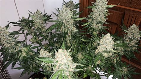 First Signs Of Flowering Stage Weed Guide To Cannabis Budding Week By