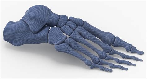 Human Foot Bones Anatomy 3d Model Turbosquid 1558150