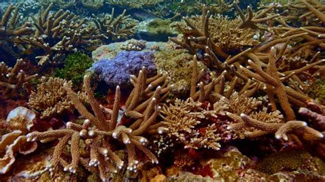 Coral Reefs In India Have Undergone Three Mass Bleaching Events Since