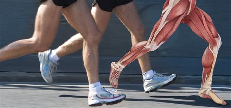 Achilles Tendon Anatomy And Function