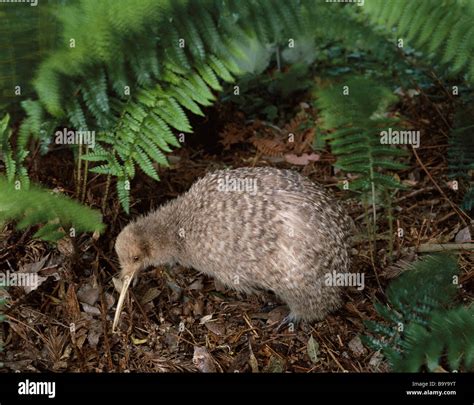 Kiwi Bird Nest Hi Res Stock Photography And Images Alamy