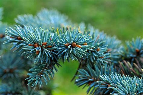 Hd Wallpaper Dwarf Blue Fir Conifer Branch Needles Blue Spruce