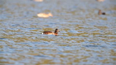 Critically Endangered Diving Duck Spotted In Yunnan Wetland Cgtn