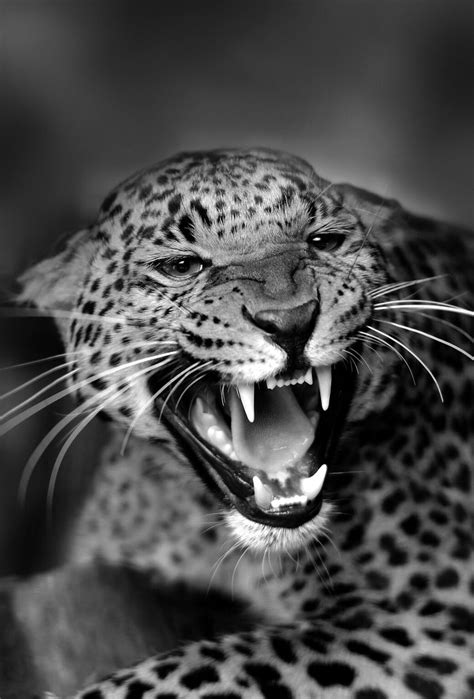 Beautiful And Fierce Tier Wallpaper Animal Wallpaper Jaguar