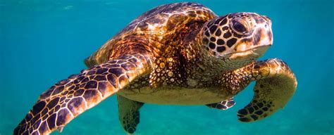 Sea Turtles On Isle Of Palms And What You Need To Know