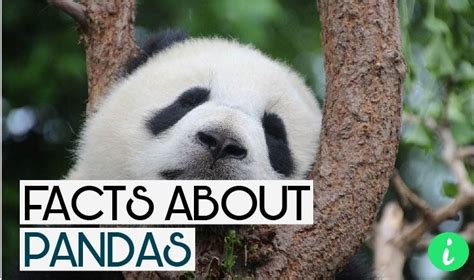 10 Most Interesting Facts About Pandas Panda Facts Panda Panda Habitat