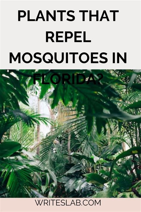 PLANTS THAT REPEL MOSQUITOES IN FLORIDA? in 2022 | Mosquito repelling ...