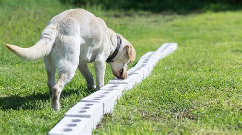 3 TÉcnicas De Adiestramiento Canino Que Deberías Conocer
