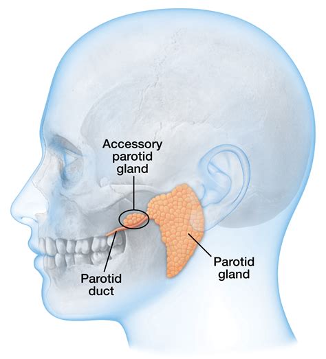 Accessory Parotid Gland Art And Science Graphics