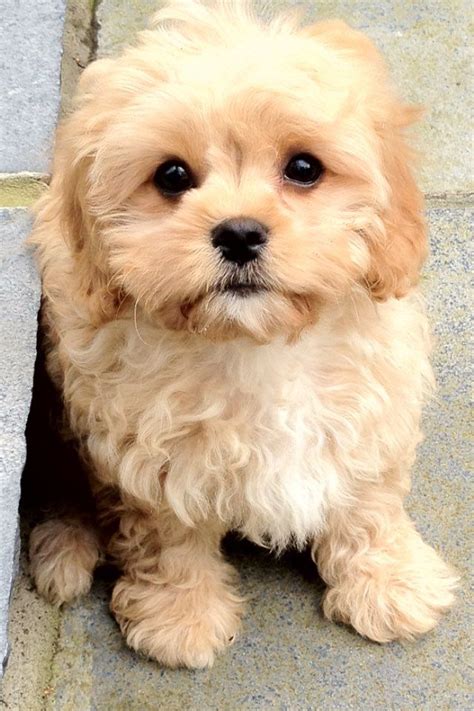 Check spelling or type a new query. Male Cavapoo puppy wanted for loving family | Enfield ...