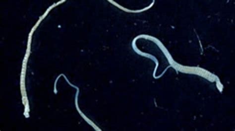Tapeworm Spreads Deadly Cancer To Human Scientific American