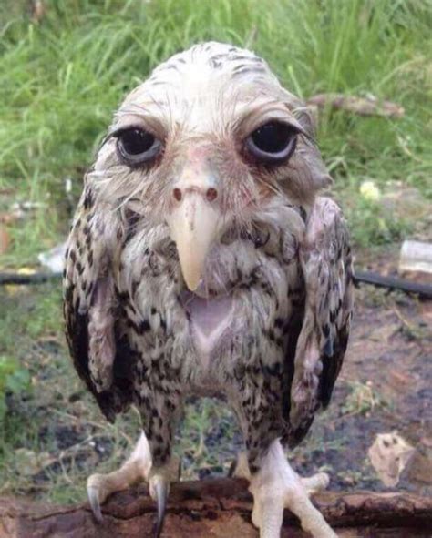 The Famous Wet Owl Also Known As Lamont Appears To Be A Juvenile