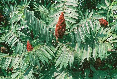 Poison Sumac A Helpful Illustrated Guide