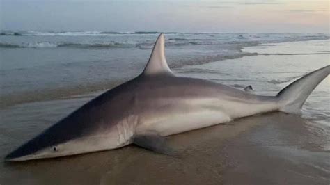 Dale Heathwood Jarryd Parkinson Catch Sharks Off Fraser Island The