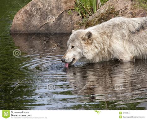 Grey Wolf Drinking From The Lake Stock Photo Image Of Wild Drink