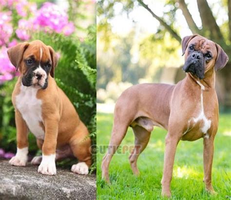 Boxer Dog Popularity Price Lifespan Origin Colors Temperament
