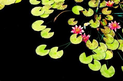 Lily Pad Pond San Angelo Texas Lily Pads Plant Leaves Lotus Blossom