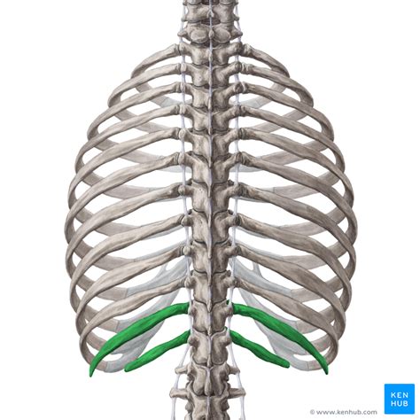 See more ideas about anatomy, anatomy study, rib cage anatomy. Thoracic Cage - Anatomy and Clinical Notes | Kenhub
