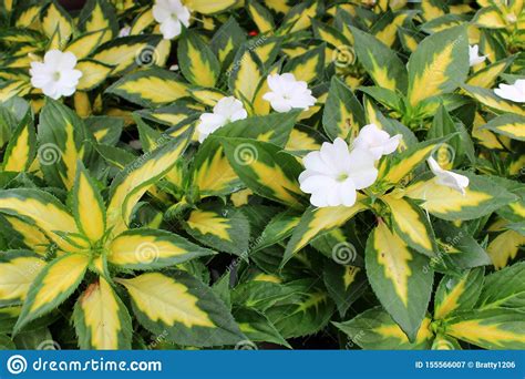 Bright Green And Yellow Leaves Of Plants In Garden With White Flowers