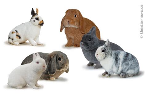Alle Kaninchenrassen Mit Beschreibung Und Bild