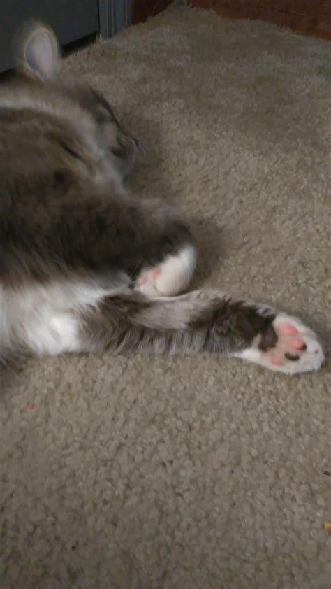 He went to the litter box and i noticed he was limping now his back paw appears swollen. Im not sure if I can get any help here but does this look ...