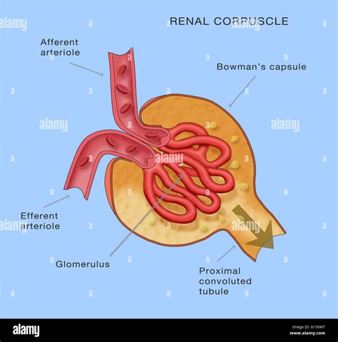 Renal Corpuscle Kidney Glomerulus Anatomy Diagram Shows The Stock