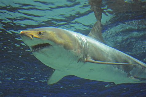Great White Shark Dies After Three Days In Okinawa Aquarium The Japan