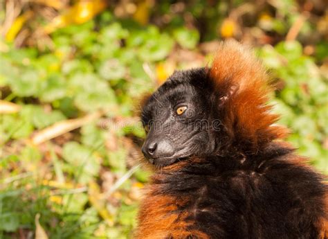 Red Ruffed Lemur Portrait Stock Image Image Of Selfie 41770681