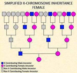 The Lineal Arboretum Phasing The X Chromosome