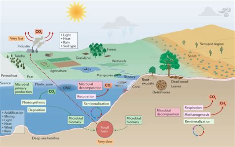 Fig 1 Microorganisms And Climate Change In Marine And Terrestrial