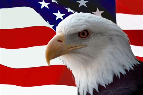 Legion emblem clip art thread pixiebob s conservative. US FLAG AND bald eagle | American Bald Eagle in Front of ...