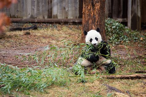 The Giant Panda Is No Longer Endangered Its ‘vulnerable
