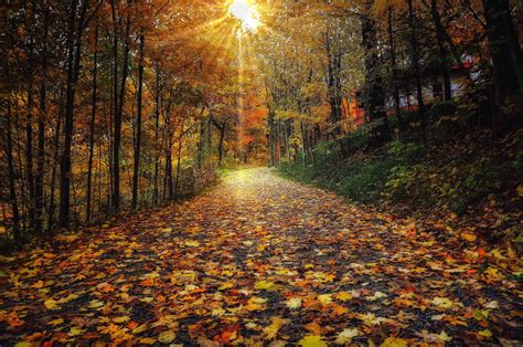 Autumn Walking Path Maple Leaves Falling Season At Muskoka Region Ontario Canada Autumn