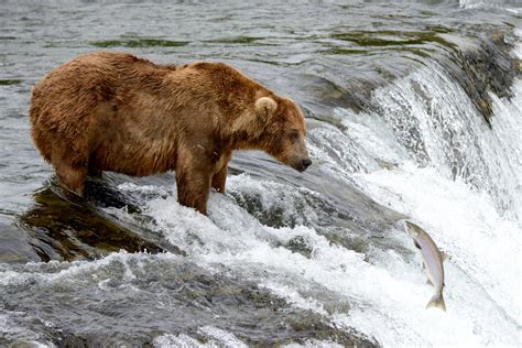 At Katmai National Park In Alaska Bears Rule The New York Times
