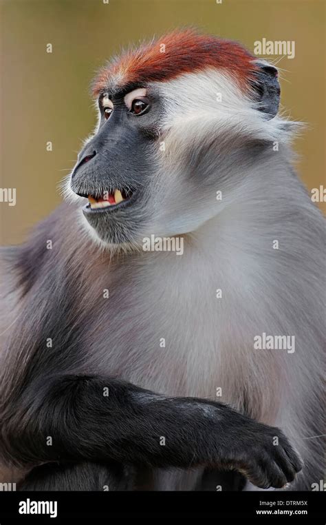 Red Capped Mangabey Male Cercocebus Torquatus Cherry Crowned