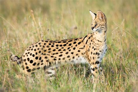 Wild Cats Species List Care About Cats