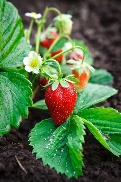 I've heard of people planting them inside and transplanting them later, just giving you the heads up. When To Renovate A Strawberry Plant - Tips For Renovating ...