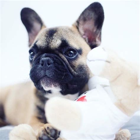 By Frenchies French Bulldogs Bulldog Puppies Frenchie Pugs Cute