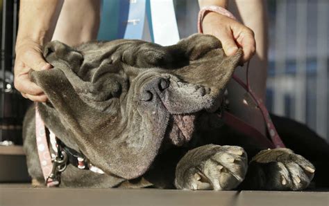 「世界で最も醜い犬コンテスト」米で開催 ナポリタン・マスティフのマーサに栄冠？ どうぶつちゃんねる