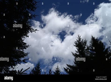 The Blue Sky And White Clouds And Pine Trees Hi Res Stock Photography