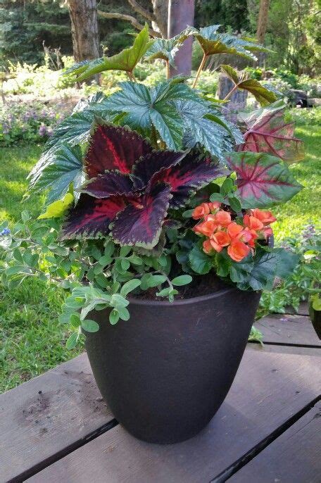 Sun Part Shade Container Plants Container Gardening