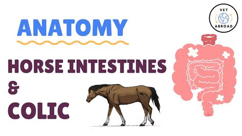 Colic And Intestinal Problems Anatomy Of Horse Intestines Youtube